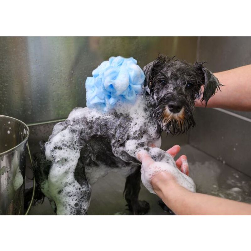 Super Foaming Sponge Blue, Show Tech