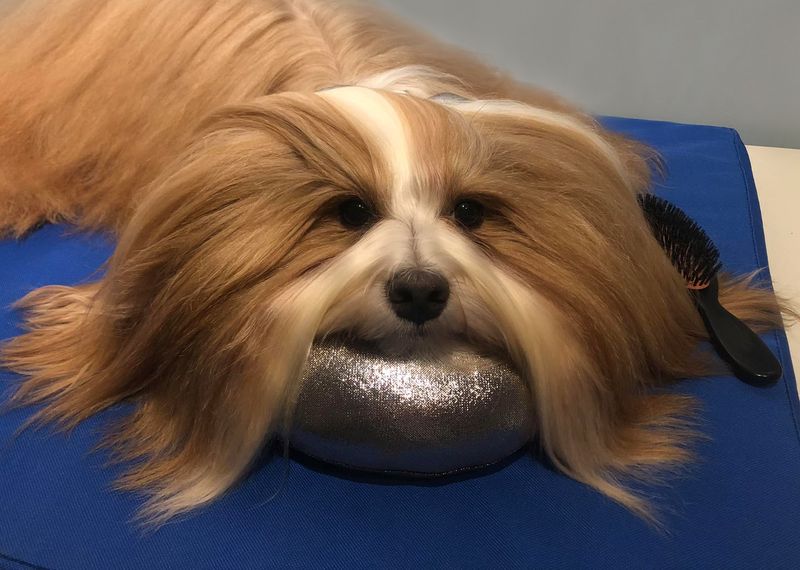Grooming comfort Brun Cushion Glitzy (Small), ShowTech
